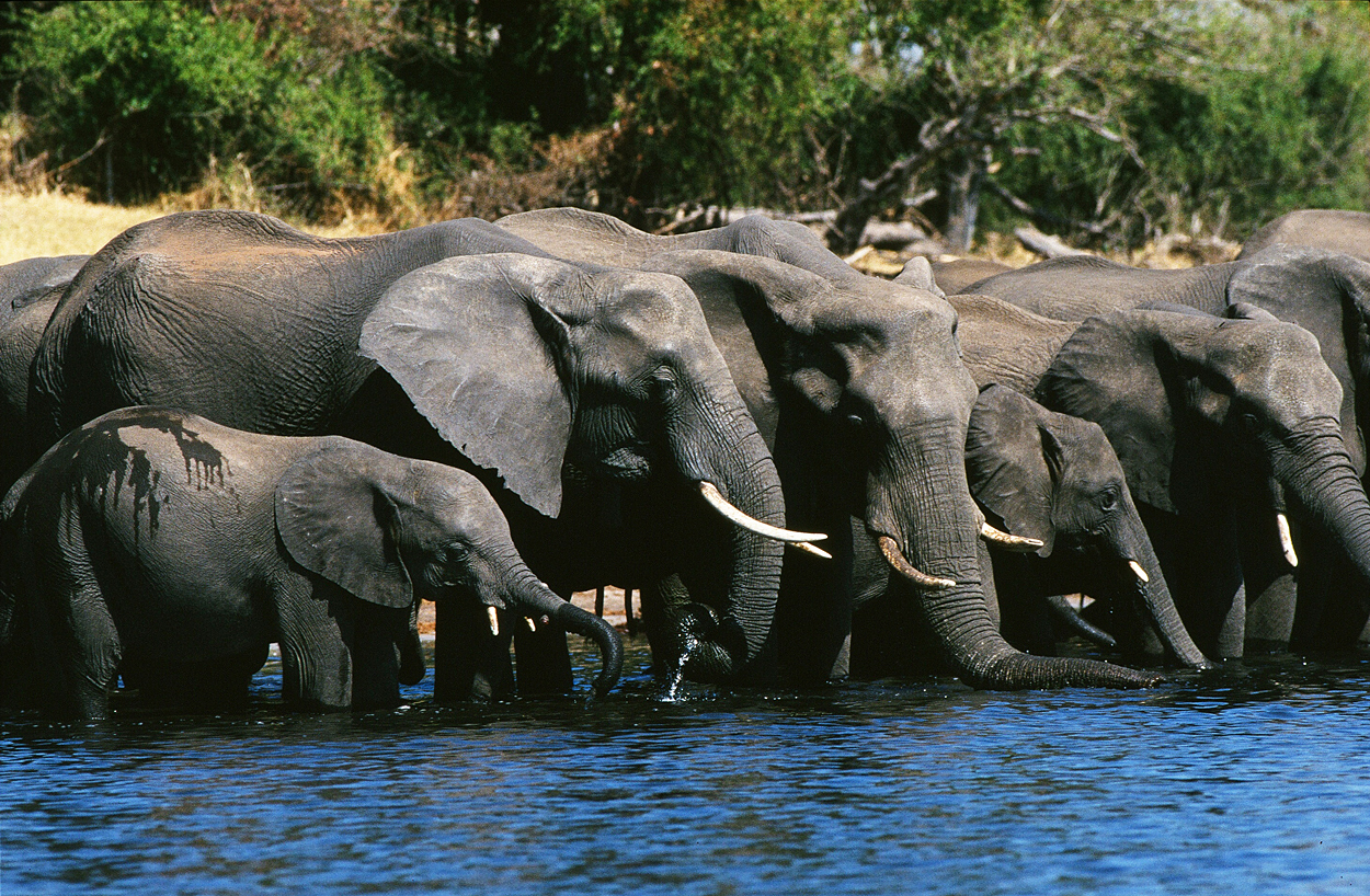 Elefanten trinken im Sambesi