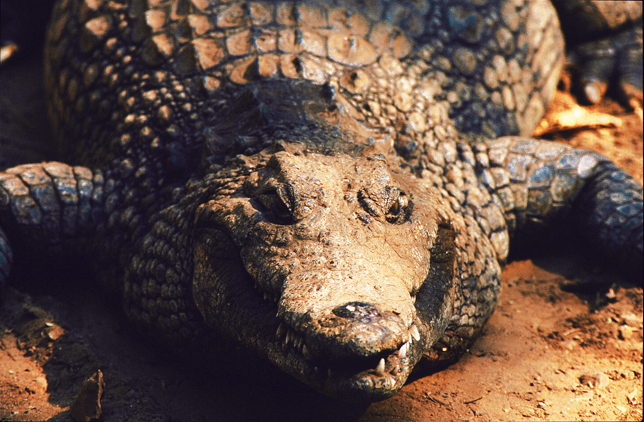 Krokodil am Sambezi